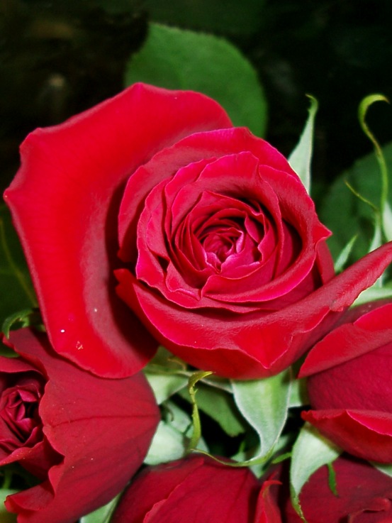ரோஜா மலர்  Rose1